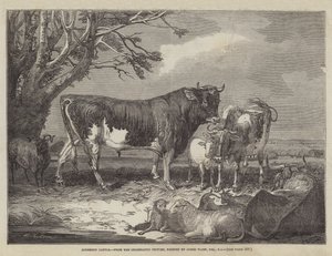 Alderney Kvæg